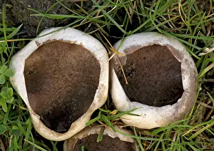 Plumbea: Puffball - found in grassland, pasture and lawns