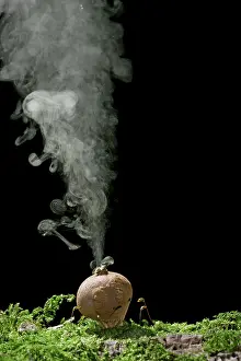 Releasing: Puffball - releasing spores