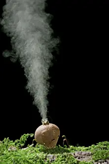 Releasing: Puffball - releasing spores