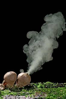 Releasing: Puffballs - releasing spores