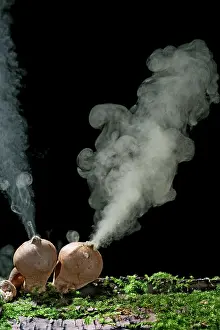 Releasing: Puffballs - releasing spores