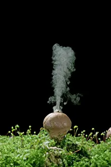 Releasing: Puffballs - releasing spores