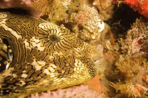 Arothron: puffer fish (Arothron stellatus), , Scuba