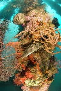 Sponges: Pufferfish among sponges and coral growth