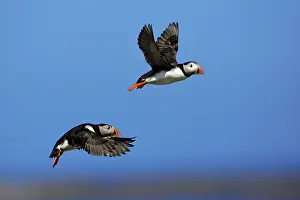 Fratecula: Puffin - 2 birds in flight