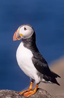 Artica: PUFFIN