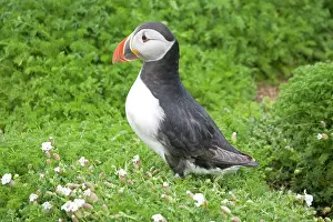 Artica: Puffin