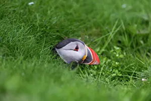 Leaving: Puffin