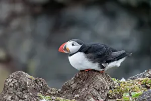 Latrabjarg: Puffin