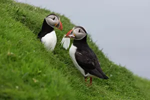 Bonding: Puffin