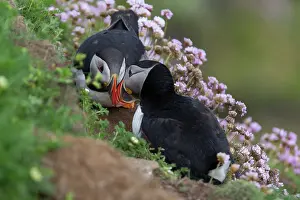 Thrift: Puffin