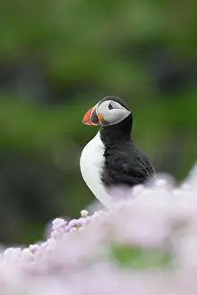 Thrift: Puffin