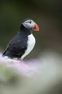 Thrift: Puffin