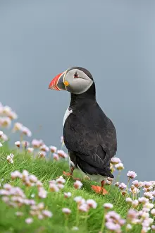 Shoulder: Puffin