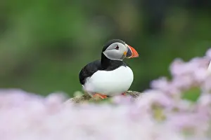 Thrift: Puffin
