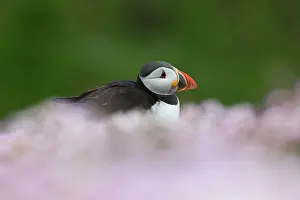 Thrift: Puffin