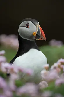 Thrift: Puffin