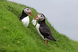 Vince Burton: Puffin