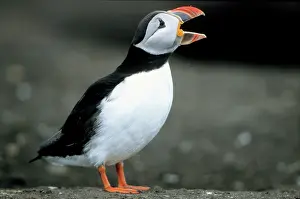 Artica: PUFFIN - Adult bird calling
