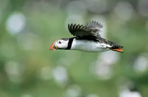 Artica: PUFFIN - Adult bird flying