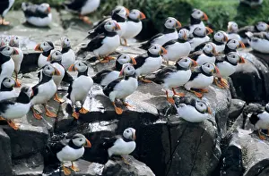 Artica: PUFFIN - Birds resting on cliff top