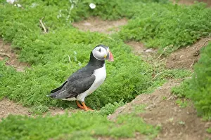 Artica: Puffin - by burrow