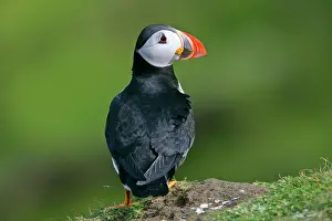 Unst: Puffin - on cliff edge