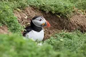 Checking: Puffin - coming out of burrow and checking for predators