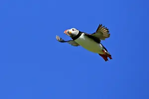 Fratecula: Puffin - in flight