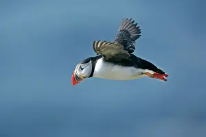 Unst: Puffin - in flight against blue sky