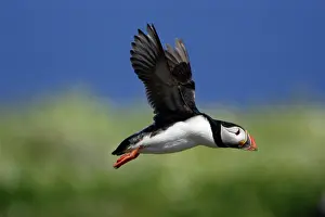 Fratecula: Puffin - in flight, Farne Isles