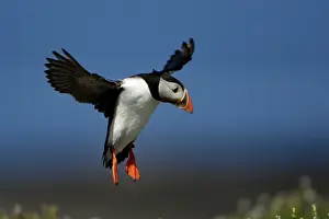 Fratecula: Puffin - in flight about to land