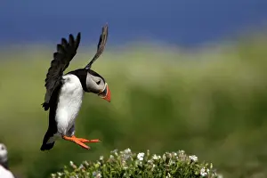 Fratecula: Puffin - in flight about to land