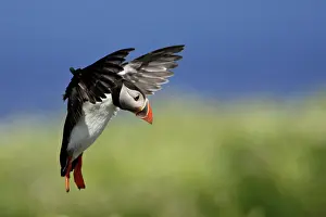 Fratecula: Puffin - in flight about to land