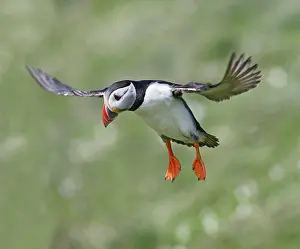 Puffins: Puffin - in flight - landing