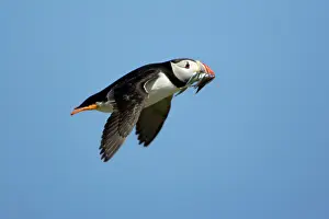 Sandeels: Puffin - in flight with sandeels in beak