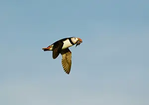 Eels: Puffin - in flight - on its way to burrow with