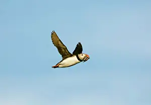 Eels: Puffin - in flight - on its way to burrow with