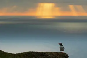 Hermaness: Puffin (Fratecula arctica) Puffin at sunset, Hermaness