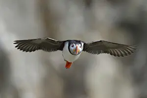 Hornya: Puffin (Fratercula arctica), approaching, Horn&, xe61b20;Vard