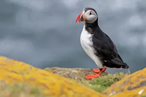 Incubate: Puffin (Fratercula arctica) on a cliff above the