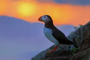 Hornya: Puffin (Fratercula arctica), evening light, Horncya