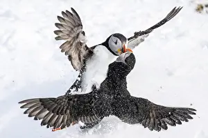Attack: Two puffin (Fratercula arctica) fighting in the