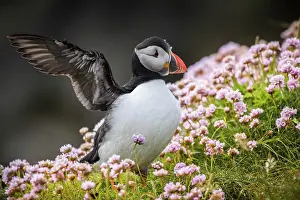 Orkney: Puffin (Fratercula arctica) flapping its wings