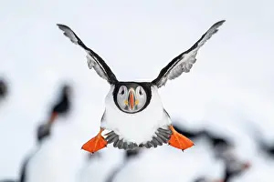 Fratercula: Puffin (Fratercula arctica) in flight, Hornoya Island