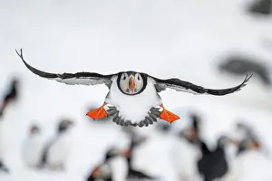 Fratercula: Puffin (Fratercula arctica) in flight, Hornoya Island