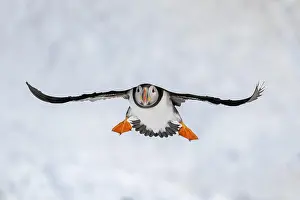 Fratercula: Puffin (Fratercula arctica) in flight, Hornoya Island