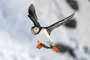 Fratercula: Puffin (Fratercula arctica) in flight, Hornoya Island