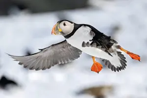 Fratercula: Puffin (Fratercula arctica) in flight, Hornoya Island