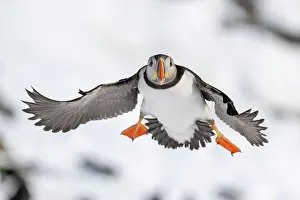 Fratercula: Puffin (Fratercula arctica) in flight, Hornoya Island